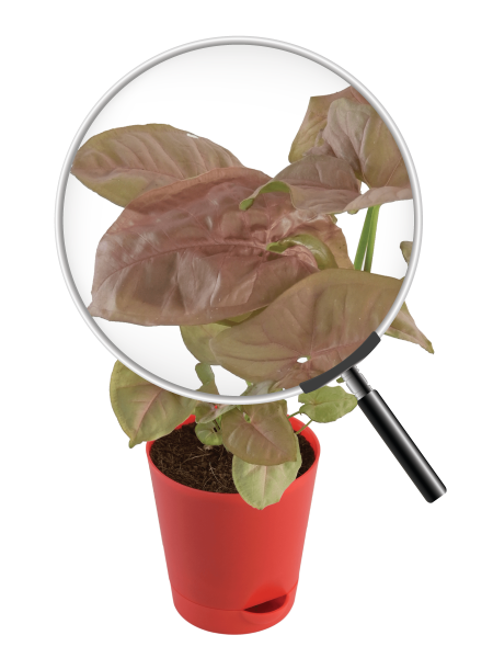 Syngonium Pink Plant